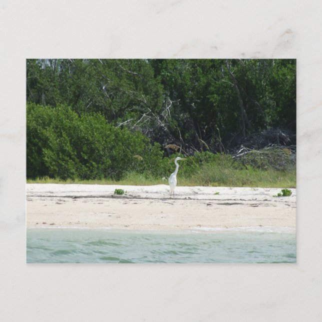 Cape Sable ,Fl. Postcard (Front)