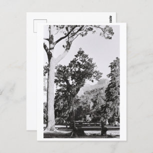 Cape Town Park Nature Mountain South Africa ZA Postcard