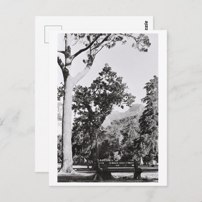 Cape Town Park Nature Mountain South Africa ZA Postcard (Front/Back)