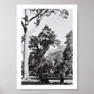 Cape Town Park Nature Mountain South Africa ZA Poster