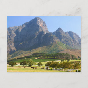 Cape Town, Western Cape, South Africa Postcard