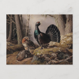 Capercaillies Courting by Ferdinand von Wright Postcard