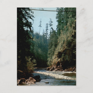 Capilano Suspension Bridge Vintage River View Postcard