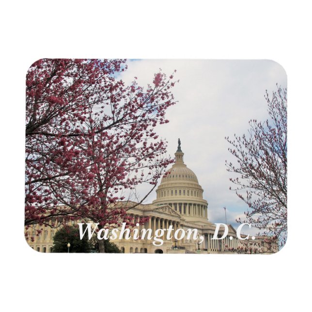 Capitol and Cherry blossoms Magnet (Horizontal)
