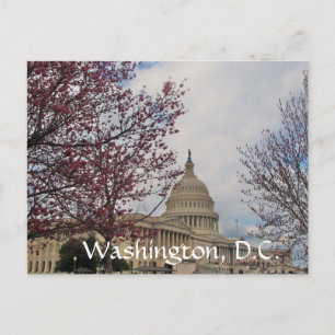 Capitol and Cherry blossoms. Postcard