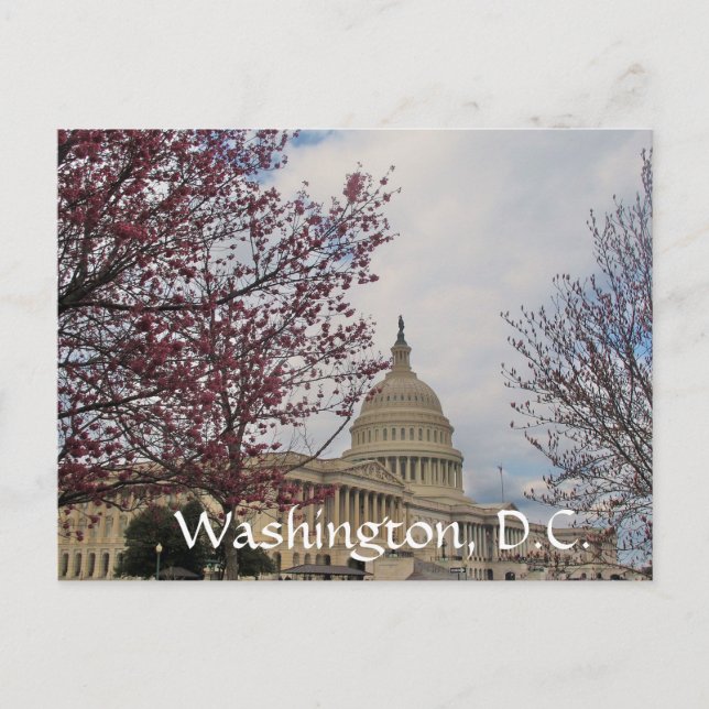 Capitol and Cherry blossoms. Postcard (Front)