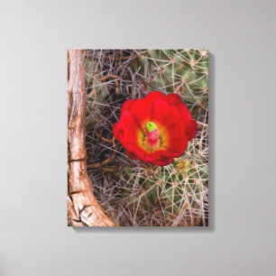 Capitol Reef National Park, Claret Cup Cactus Canvas Print