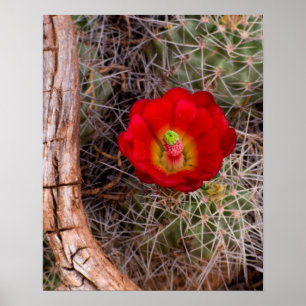 Capitol Reef National Park, Claret Cup Cactus Poster