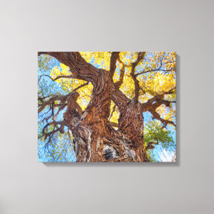 Capitol Reef National Park, Cottonwood Tree Canvas Print