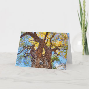 Capitol Reef National Park, Cottonwood Tree Card
