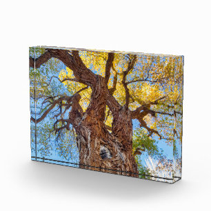 Capitol Reef National Park, Cottonwood Tree Photo Block