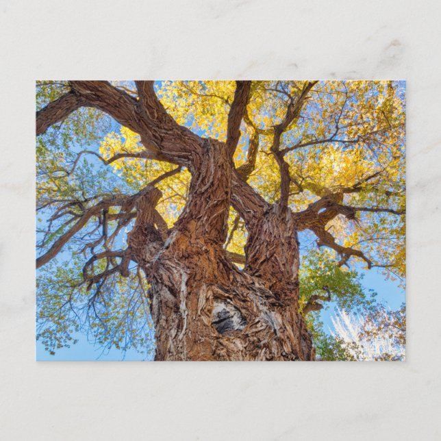 Capitol Reef National Park, Cottonwood Tree Postcard (Front)