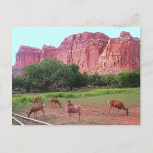 Capitol Reef National Park, UT Postcard