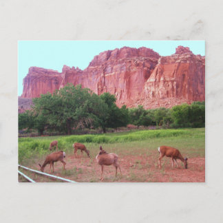 Capitol Reef National Park, UT Postcard