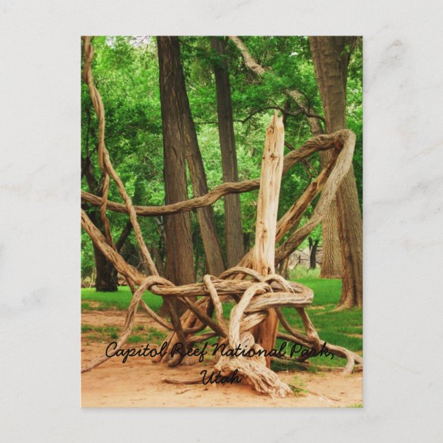 Capitol Reef National Park, Utah Postcard (Front)