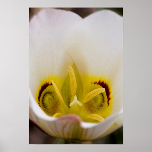Capitol Reef National Park, Utah, USA 2 Poster (Front)