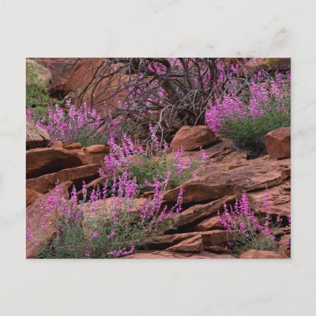 Capitol Reef National Park, Utah, USA Postcard (Front)