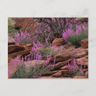 Capitol Reef National Park, Utah, USA Postcard