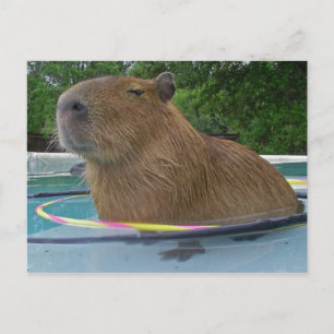 Caplin Rous with Hoola Hoops Postcard