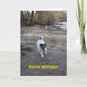 Capo by Oppenheim Jack Russell Terrier, Dog Card