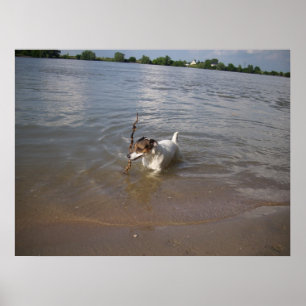 Capo von Oppenheim, Jack Russell Dog Poster