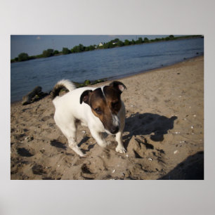 Capo von Oppenheim, Jack Russell Dog Poster