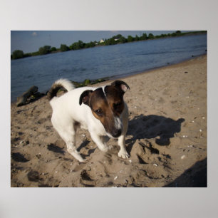 Capo von Oppenheim, Jack Russell Dog Poster