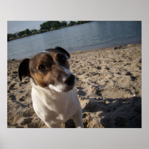 Capo von Oppenheim, Jack Russell Dog Poster