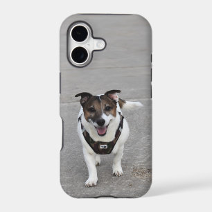 Capo von Oppenheim, Jack Russell Terrier Dog