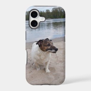 Capo von Oppenheim, Jack Russell Terrier Dog