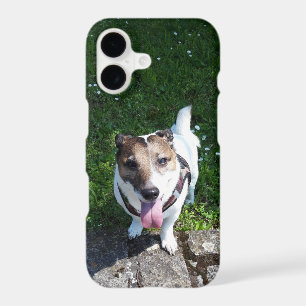 Capo von Oppenheim, Jack Russell Terrier Dog
