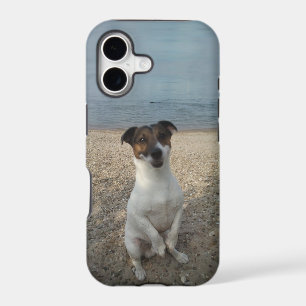 Capo von Oppenheim, Jack Russell Terrier Dog