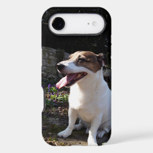 Capo von Oppenheim Jack Russell Terrier, Dog