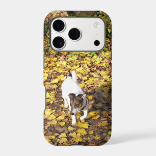 Capo von Oppenheim, Jack Russell Terrier Dog