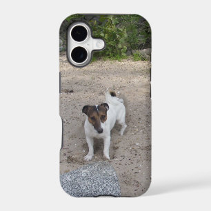 Capo von Oppenheim Jack Russell Terrier, Dog