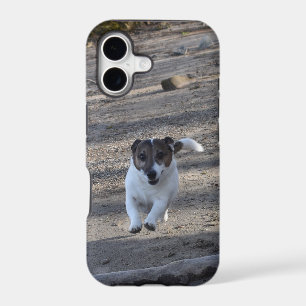 Capo von Oppenheim, Jack Russell Terrier Dog