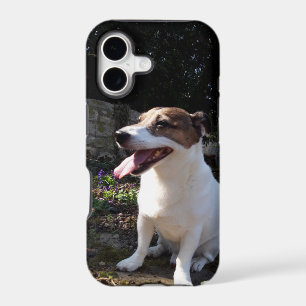 Capo von Oppenheim Jack Russell Terrier, Dog