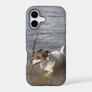 Capo von Oppenheim, Jack Russell Terrier Dog