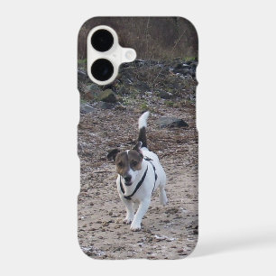 Capo von Oppenheim, Jack Russell Terrier Dog