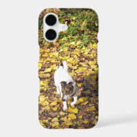 Capo von Oppenheim, Jack Russell Terrier Dog