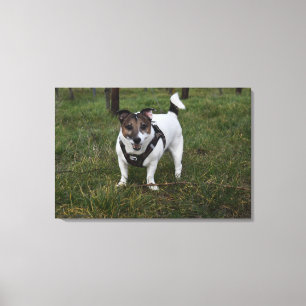 Capo von Oppenheim, Jack Russell Terrier Dog Canvas Print