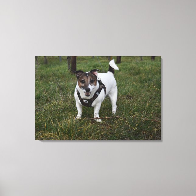 Capo von Oppenheim, Jack Russell Terrier Dog Canvas Print (Front)