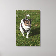 Capo von Oppenheim, Jack Russell Terrier, Dog