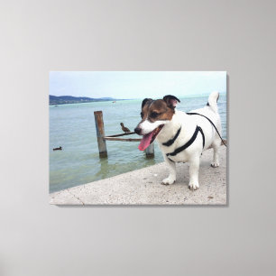 Capo von Oppenheim, Jack Russell Terrier Dog Canvas Print