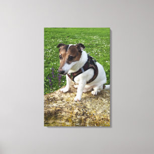 Capo von Oppenheim, Jack Russell Terrier, Dog Canvas Print