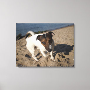 Capo von Oppenheim, Jack Russell Terrier, Dog Canvas Print
