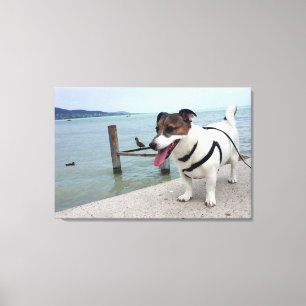 Capo von Oppenheim, Jack Russell Terrier Dog Canvas Print