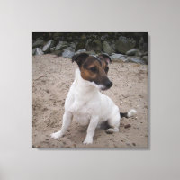 Capo von Oppenheim, Jack Russell Terrier, Dog