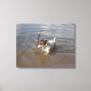 Capo von Oppenheim, Jack Russell Terrier, Dog Canvas Print