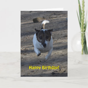 Capo von Oppenheim Jack Russell Terrier, Dog Card